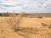 poušť Kyzylkum (Uzbekistán, Dreamstime)